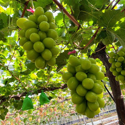 【ふるさと納税】【2026年9月より順次発送・先行予約】アールスメロン2L2玉+ぶどう3種のフルーツ堪能セット【配送不可地域：離島】【1553256】 サムネイル3