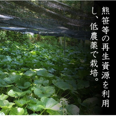 【ふるさと納税】根わさび、わさび漬けセット【配送不可地域：離島】【1259756】 サムネイル3