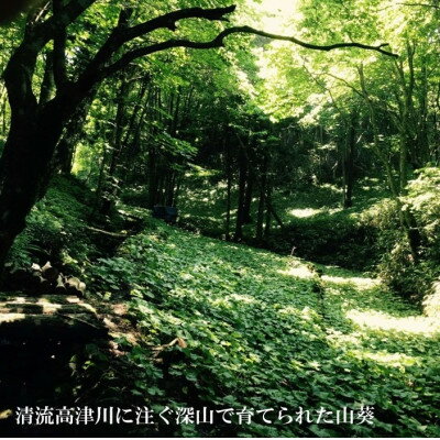 【ふるさと納税】山葵の刺身【配送不可地域：離島】【1457558】 - 画像3