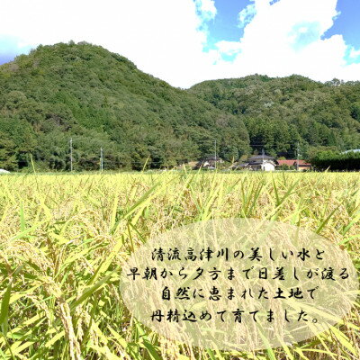 【ふるさと納税】令和7年産　吉賀町広石産きぬむすめ　清流高津川のお米　精米10kg_ きぬむすめ 米 白米 精米 10kg 高津川 清流 国産 人気 ご飯 美味しい 島根県【1679151】 - 画像2