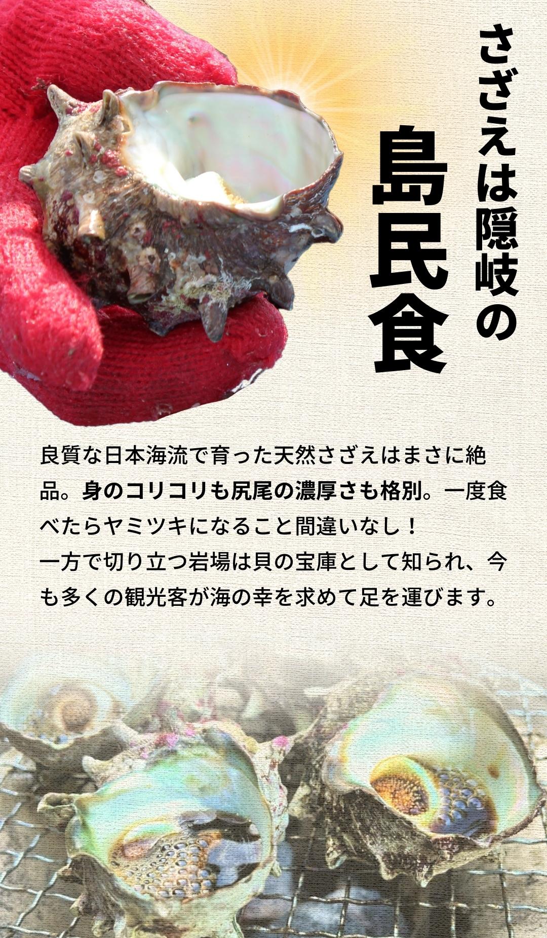 【ふるさと納税】【現在入荷次第順次発送中！】【島獲れ活さざえ2kgセット】冷蔵便 サザエ さざえ 栄螺 貝 海鮮 さざえご飯 壺焼き 刺身 夏 BBQ バーベキュー ギフト 今が旬 - 画像2