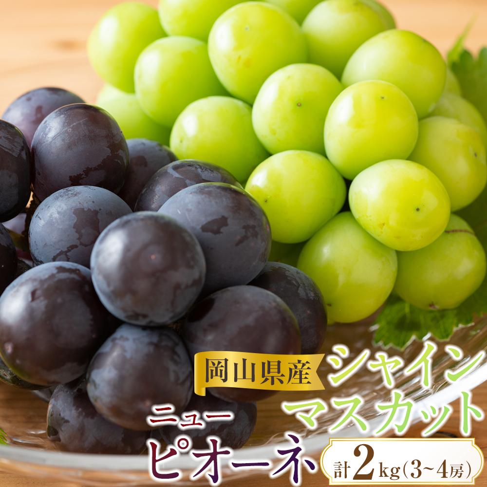 ぶどう 2026年 岡山県産 シャインマスカット・ピオーネ 2種 詰め合わせ 計2kg（3～4房）ぶどう園AC | フルーツ 果物 くだもの 食品 人気 おすすめ 送料無料