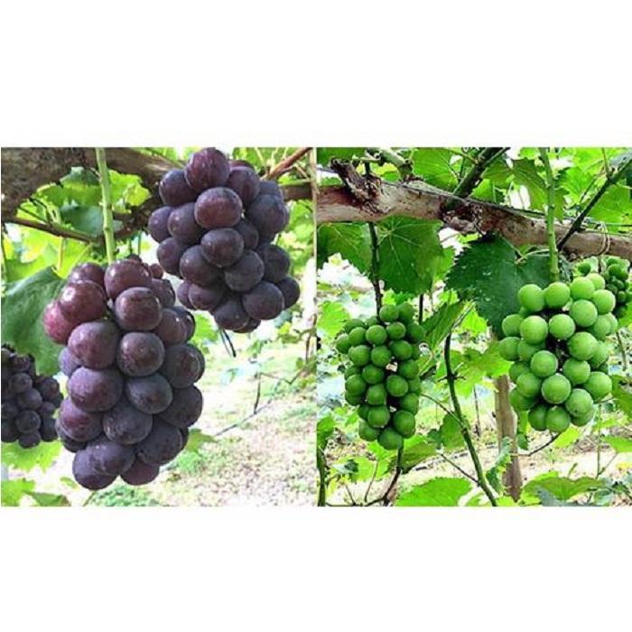 【ふるさと納税】ぶどう 2026年 岡山県産 シャインマスカット・ピオーネ 2種 詰め合わせ 計2kg（3～4房）ぶどう園AC | フルーツ 果物 くだもの 食品 人気 おすすめ 送料無料 サムネイル3