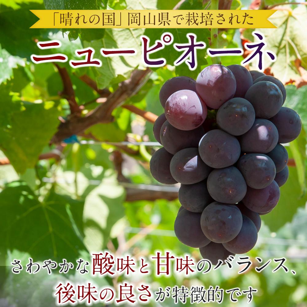 【ふるさと納税】ぶどう 2026年 岡山県産 大粒 ニューピオーネ 2kg（4房～5房）農園直送 朝採れ | フルーツ 果物 くだもの 食品 人気 おすすめ 送料無料 サムネイル2