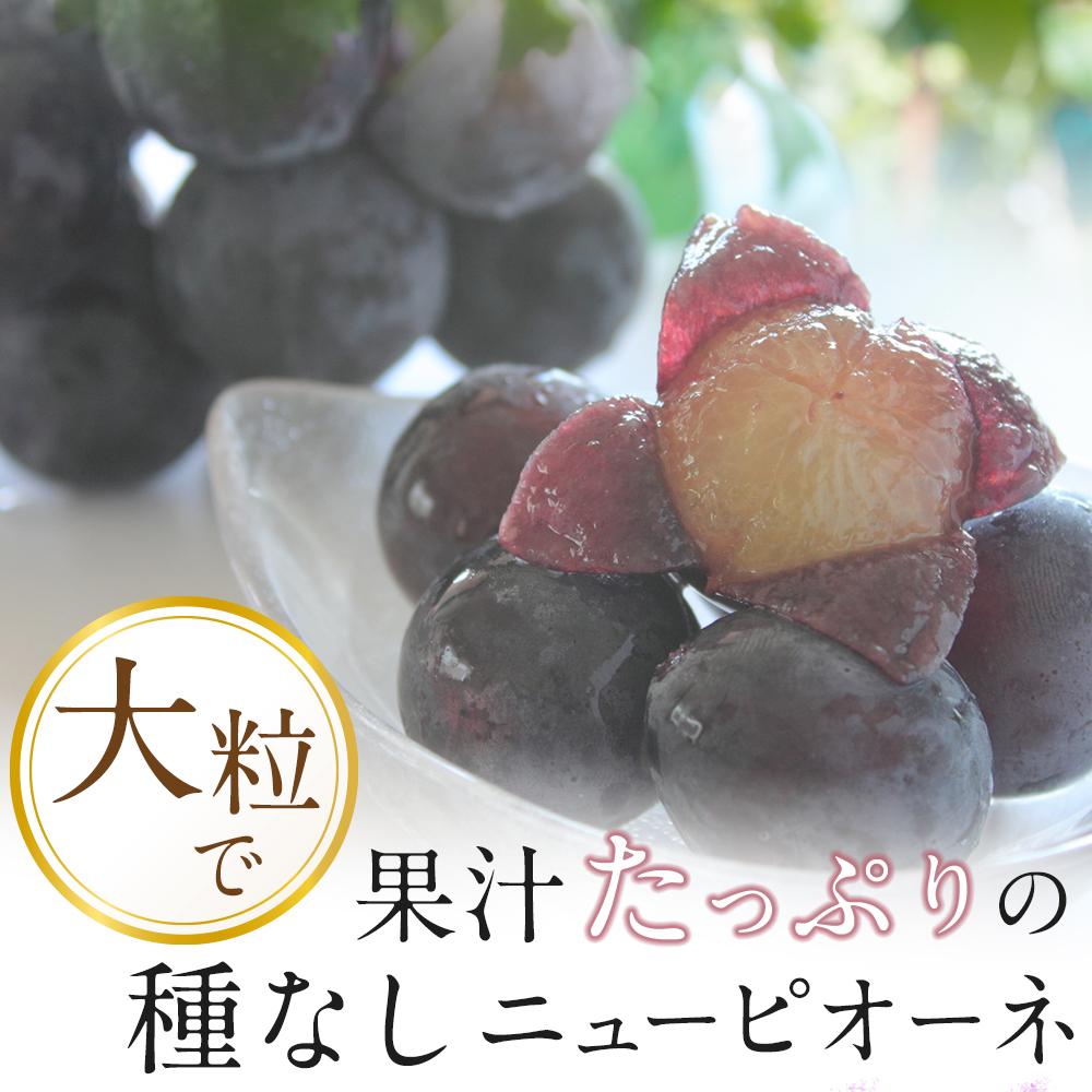 【ふるさと納税】ぶどう 2026年 岡山県産 大粒 ニューピオーネ 2kg（4房～5房）農園直送 朝採れ | フルーツ 果物 くだもの 食品 人気 おすすめ 送料無料 サムネイル3