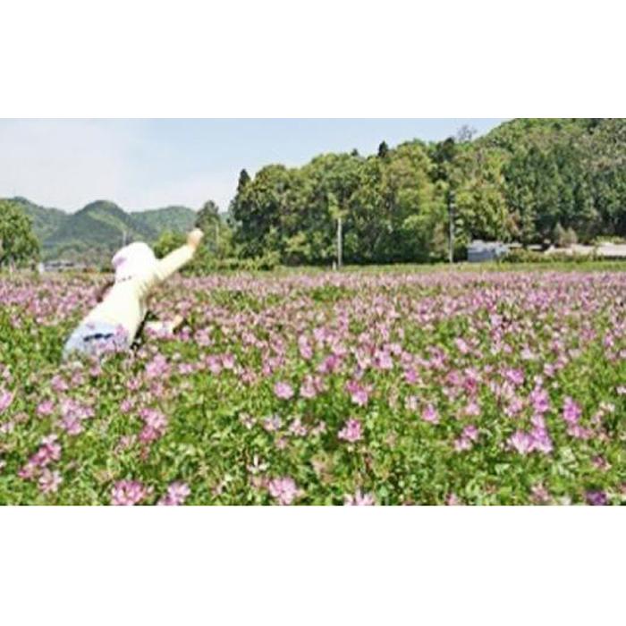 【ふるさと納税】岡山県産 おかやま有機無農薬栽培認定 朝日米 精米 2kg（令和7年産） | 新米 お米 こめ 白米 ご飯 米 ごはん おにぎり おむすび 食品 人気 おすすめ 送料無料 - 画像3