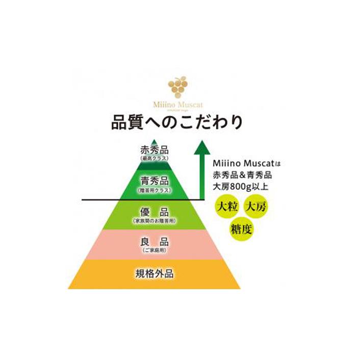 【ふるさと納税】シャイン マスカット 2026年 「MiiinoMuscat」2房（(約1.6kg）ブドウ 葡萄 岡山 国産 フルーツ 果物 ギフト | フルーツ 果物 くだもの 食品 人気 おすすめ 送料無料 サムネイル2