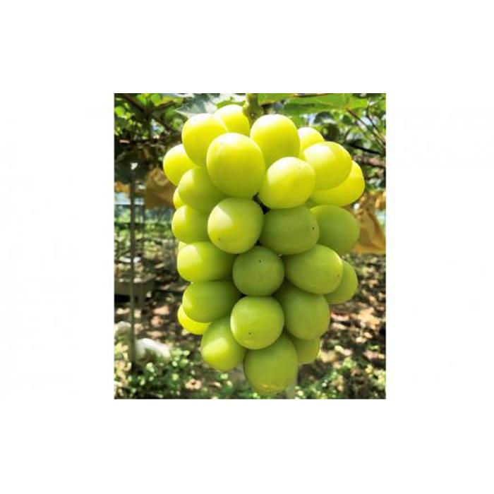 ぶどう 2026年 農家こだわりのシャインマスカット 3～5房 合計約2.0kg【 Nini farm 農家 直送 】 | フルーツ 果物 くだもの ぶどう ブドウ シャインマスカット 岡山県産 食品 人気 おすすめ 送料無料 ギフト