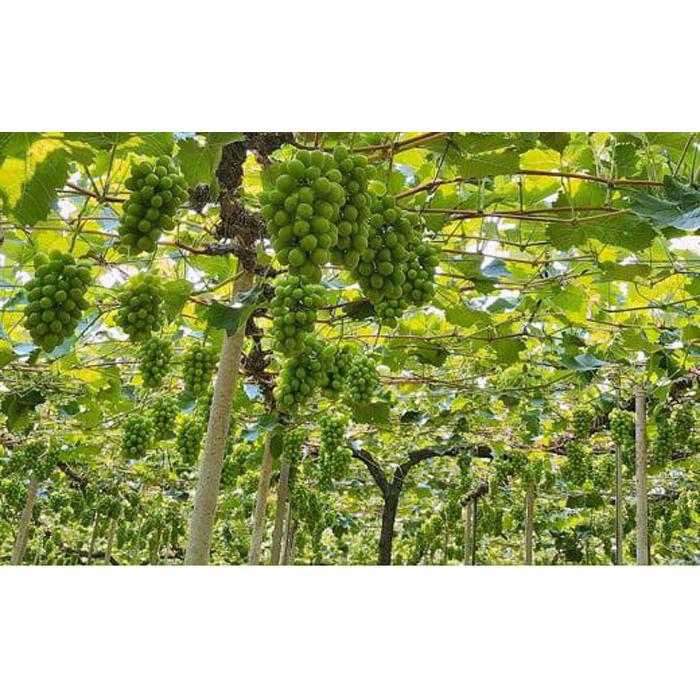 【ふるさと納税】ぶどう 2026年 農家こだわりのシャインマスカット 3～5房 合計約2.0kg【 Nini farm 農家 直送 】 | フルーツ 果物 くだもの ぶどう ブドウ シャインマスカット 岡山県産 食品 人気 おすすめ 送料無料 ギフト サムネイル3