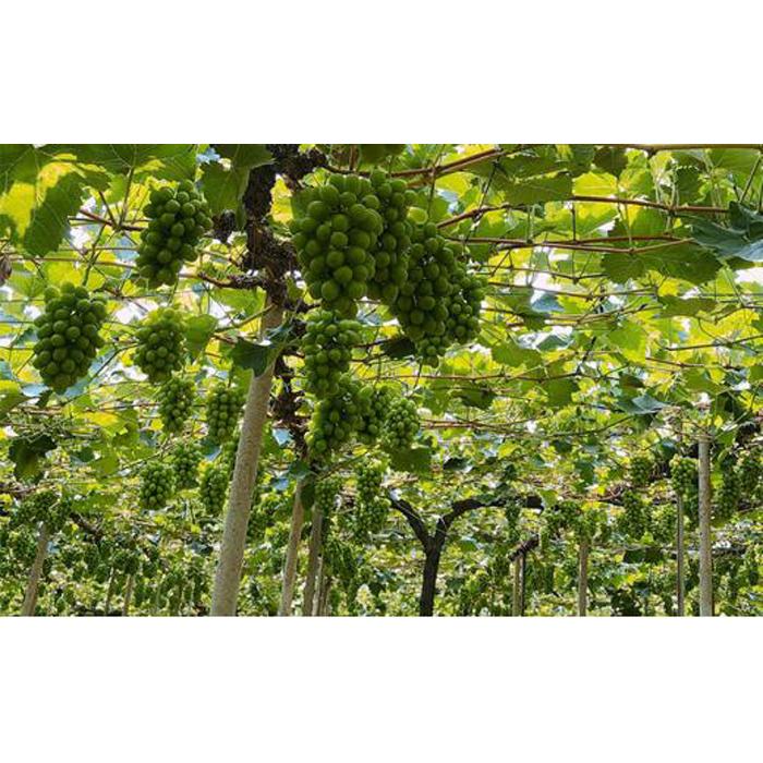 【ふるさと納税】ぶどう 2026年 最高ランクシャインマスカット 1房 約750g 【 Nini farm 農家 直送 】 | フルーツ 果物 くだもの ぶどう ブドウ シャインマスカット ランクシャインマスカット 岡山県産 人気 おすすめ 送料無料 ギフト サムネイル2