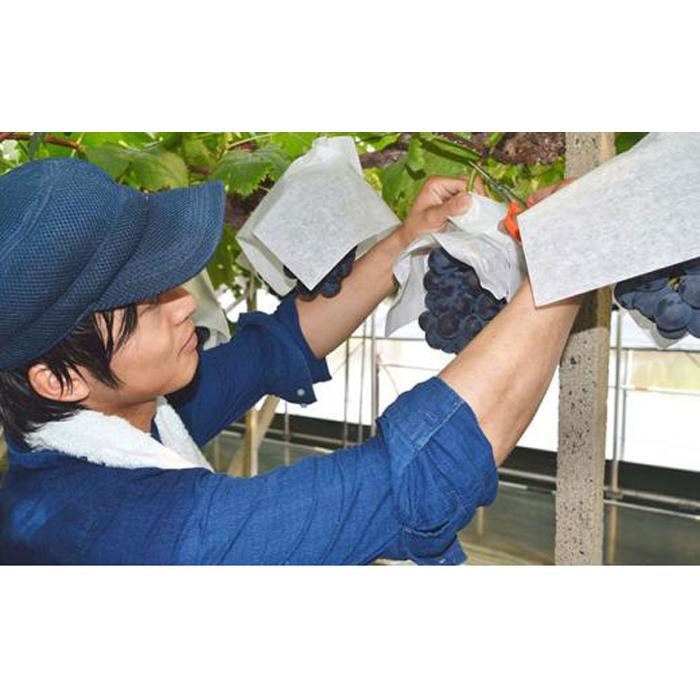【ふるさと納税】ぶどう 2026年 最高ランクシャインマスカット 1房 約750g 【 Nini farm 農家 直送 】 | フルーツ 果物 くだもの ぶどう ブドウ シャインマスカット ランクシャインマスカット 岡山県産 人気 おすすめ 送料無料 ギフト サムネイル3