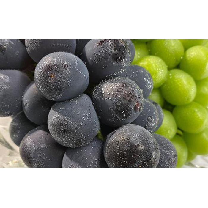 ぶどう 2026年 農家こだわりの シャイン マスカット ＆ ニュー ピオーネ 2房 合計約1.2kg 贈答クラス ブドウ 葡萄 岡山市産 国産 フルーツ 果物 ギフト 【 Nini farm 農家 直送 】