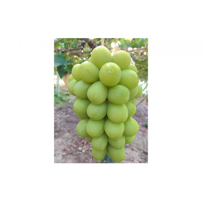 【ふるさと納税】ぶどう 2026年 農家こだわりの シャイン マスカット ＆ ニュー ピオーネ 2房 合計約1.2kg 贈答クラス ブドウ 葡萄 岡山市産 国産 フルーツ 果物 ギフト 【 Nini farm 農家 直送 】 サムネイル2