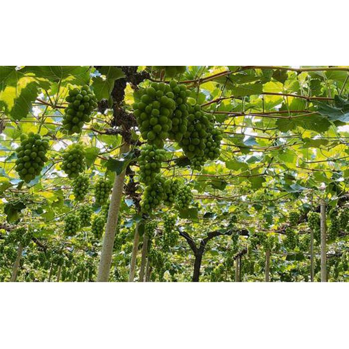 【ふるさと納税】ぶどう 2026年 農家こだわりの シャイン マスカット ＆ ニュー ピオーネ 2房 合計約1.2kg 贈答クラス ブドウ 葡萄 岡山市産 国産 フルーツ 果物 ギフト 【 Nini farm 農家 直送 】 サムネイル3