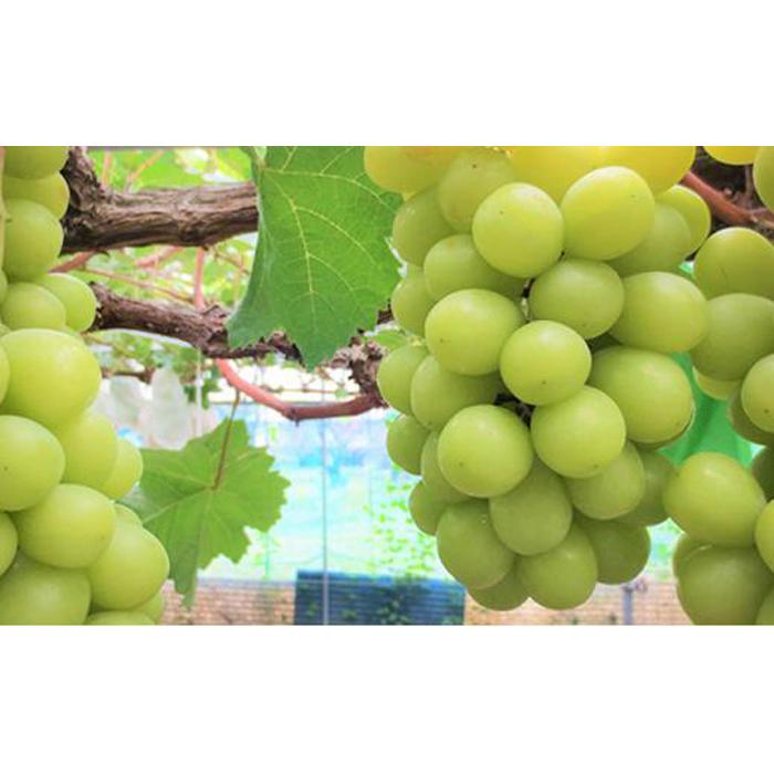 【ふるさと納税】ぶどう 2025年 シャインマスカット 2～4房（約2kg） ブドウ 葡萄 岡山市産 国産 フルーツ 果物 ギフトタンポポ農園 | フルーツ 果物 くだもの 食品 人気 おすすめ 送料無料 サムネイル2