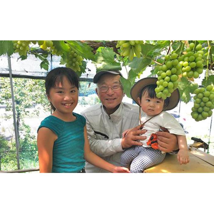 【ふるさと納税】ぶどう 2025年 シャインマスカット 2～4房（約2kg） ブドウ 葡萄 岡山市産 国産 フルーツ 果物 ギフトタンポポ農園 | フルーツ 果物 くだもの 食品 人気 おすすめ 送料無料 サムネイル3