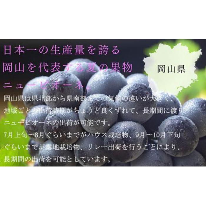 【ふるさと納税】ぶどう 2026年 ご家庭用 ニュー ピオーネ 3～6房 約2kg ブドウ 葡萄 岡山県産 国産 フルーツ 果物 | フルーツ 果物 くだもの 食品 人気 おすすめ 送料無料 サムネイル2