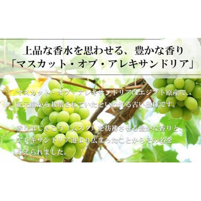【ふるさと納税】ぶどう 2026年 マスカット ・オブ・アレキサンドリア 約600g×1房 9月上旬～9月下旬発送分 ブドウ 葡萄 岡山県産 国産 フルーツ 果物 ギフト | フルーツ 果物 くだもの 食品 人気 おすすめ サムネイル2