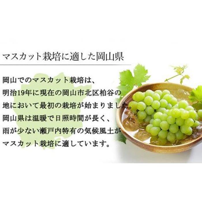 【ふるさと納税】ぶどう 2026年 マスカット ・オブ・アレキサンドリア 約600g×1房 9月上旬～9月下旬発送分 ブドウ 葡萄 岡山県産 国産 フルーツ 果物 ギフト | フルーツ 果物 くだもの 食品 人気 おすすめ サムネイル3