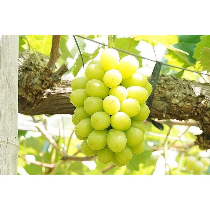 【ふるさと納税】厳選 シャインマスカット 2房 合計1.1kg以上 産地直送 朝採れ ぶどう 葡萄 Kawahara Green Farm 岡山県産 2026年 | フルーツ 果物 くだもの 食品 人気 おすすめ 送料無料 サムネイル2