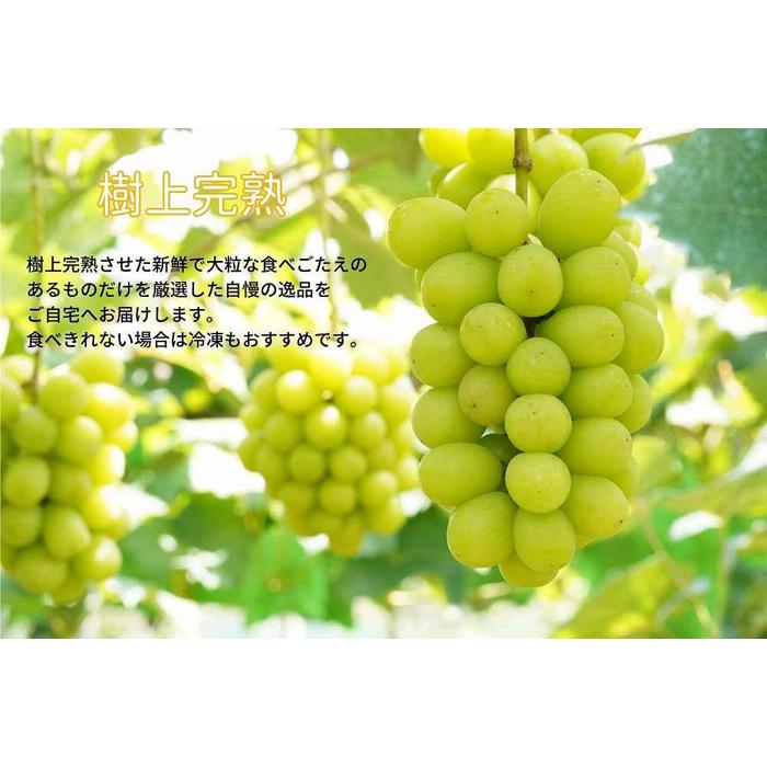 【ふるさと納税】厳選 シャインマスカット 2房 合計1.1kg以上 産地直送 朝採れ ぶどう 葡萄 Kawahara Green Farm 岡山県産 2026年 | フルーツ 果物 くだもの 食品 人気 おすすめ 送料無料 サムネイル3