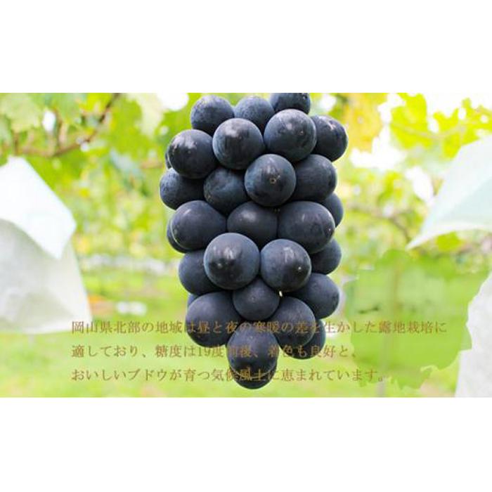 【ふるさと納税】ぶどう 2026年 ブラックビート 約500g×2房 ブドウ 葡萄 岡山県産 国産 フルーツ 果物 ギフト | フルーツ 果物 くだもの 食品 人気 おすすめ 送料無料 サムネイル3