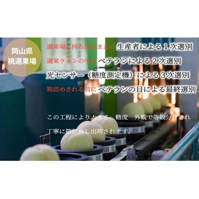 【ふるさと納税】桃 2026年 岡山 白桃 エース 3玉×約200g（Lサイズ）JAおかやまのもも（早生種・中生種） もも モモ 岡山県産 国産 フルーツ 果物 ギフト | もも フルーツ 果物 くだもの 食品 人気 おすすめ サムネイル3
