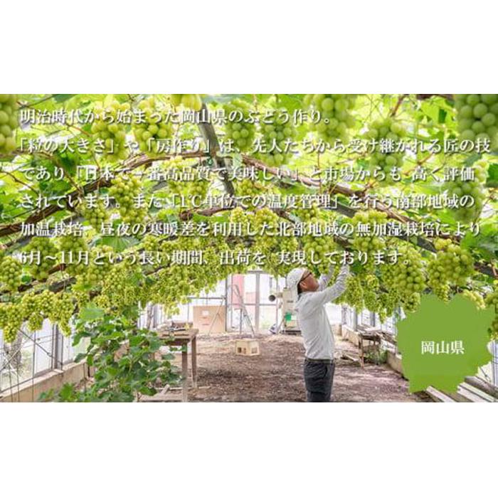 【ふるさと納税】ぶどう 2026年 シャイン マスカット 晴王 3房～6房 約2kg ブドウ 葡萄 岡山県産 国産 フルーツ 果物 ギフト | フルーツ 果物 くだもの 食品 人気 おすすめ 送料無料 サムネイル3