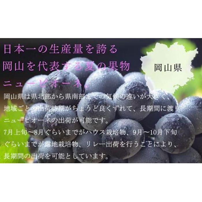 【ふるさと納税】ぶどう 2026年 ニュー ピオーネ 3房～6房 約1.5kg ブドウ 葡萄 岡山県産 国産 フルーツ 果物 ギフト | フルーツ 果物 くだもの 食品 人気 おすすめ 送料無料 サムネイル3
