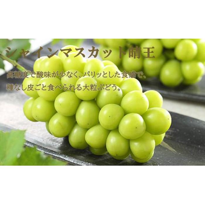 【ふるさと納税】ぶどう 2026年 ニュー ピオーネ 1房 約500g シャイン マスカット 晴王 1房 約500g（2Lサイズ）詰め合わせ 岡山県産 国産 フルーツ 果物 ギフト | フルーツ 果物 くだもの 食品 人気 サムネイル3