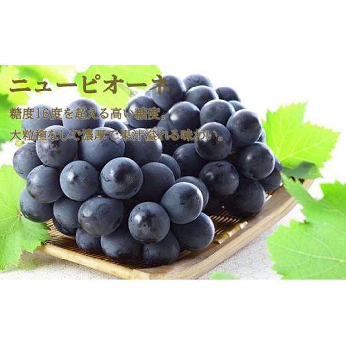 【ふるさと納税】ぶどう 2026年 ニュー ピオーネ 1房 約500g シャイン マスカット 晴王 1房 約500g 詰め合わせ ブドウ 葡萄 岡山県産 国産 フルーツ 果物 ギフト | フルーツ 果物 くだもの 食品 人気 サムネイル2