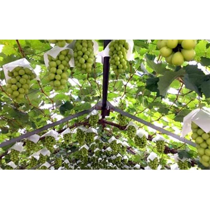 【ふるさと納税】五果苑 越冬ぶどう シャインマスカット 2房（1房約1.0kg） | フルーツ 果物 くだもの 食品 人気 おすすめ 送料無料 サムネイル2