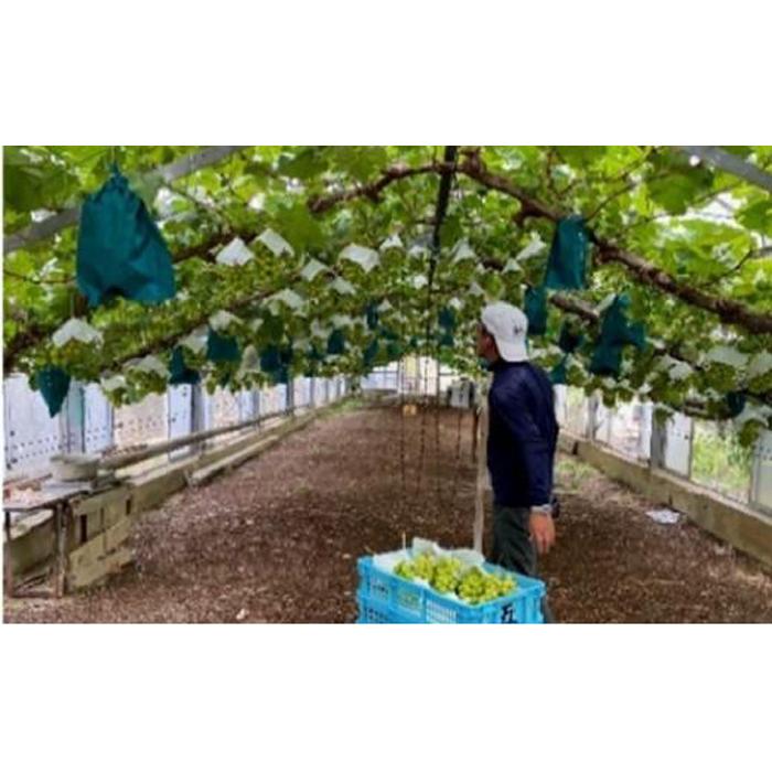 【ふるさと納税】五果苑 越冬ぶどう シャインマスカット 2房（1房約1.0kg） | フルーツ 果物 くだもの 食品 人気 おすすめ 送料無料 サムネイル3