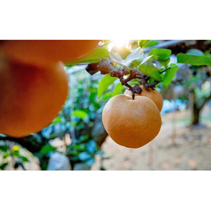 【ふるさと納税】梨 2025年 あたご梨 4～9玉 合計約4kg 化粧箱 ナシ なし 岡山県産 国産 フルーツ 果物 ギフト 石原果樹園 | フルーツ 果物 くだもの 食品 人気 おすすめ 送料無料 サムネイル3