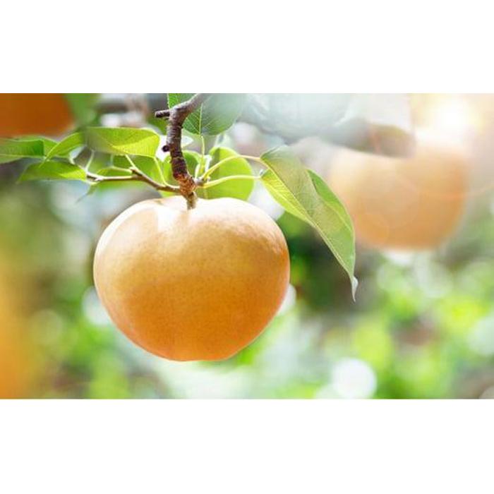 【ふるさと納税】梨 2025年 あたご梨・鴨梨（ヤーリー）詰合せ 合計約3kg 贈答箱 ナシ なし 岡山県産 国産 フルーツ 果物 ギフト 石原果樹園 | フルーツ 果物 くだもの 食品 人気 おすすめ 送料無料 サムネイル3