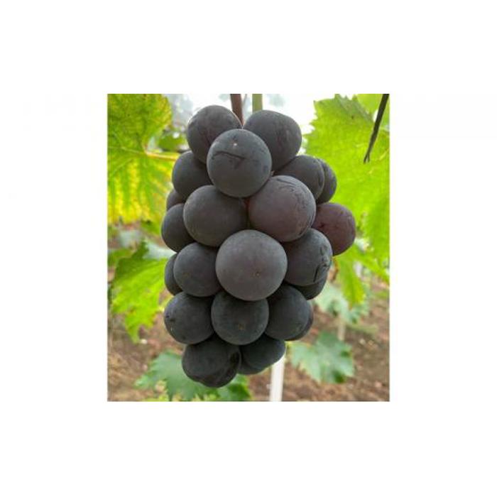 【ふるさと納税】ぶどう 2026年 種なし完熟 ニューピオーネ 約2kg（4～6房）岡山市産 渡邊農園 | フルーツ 果物 くだもの 食品 人気 おすすめ 送料無料 サムネイル2