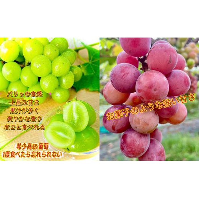 【ふるさと納税】ぶどう 2026年 シャインマスカット クイーンニーナ 大粒のみ 36粒 JEWELBOX ギフト 贈り物 岡山 国産 果物 フルーツ シャイン マスカット | フルーツ 果物 くだもの 食品 人気 おすすめ サムネイル2