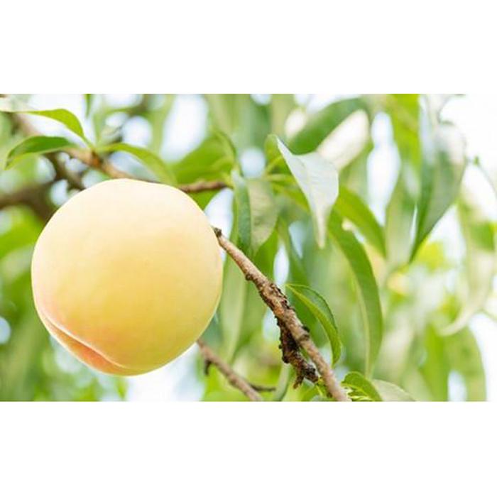 桃 2026年 清水 白桃 8玉（1玉200g以上）化粧箱入りもも モモ 岡山県産 国産 フルーツ 果物 ギフト | もも フルーツ 果物 くだもの 食品 人気 おすすめ 送料無料