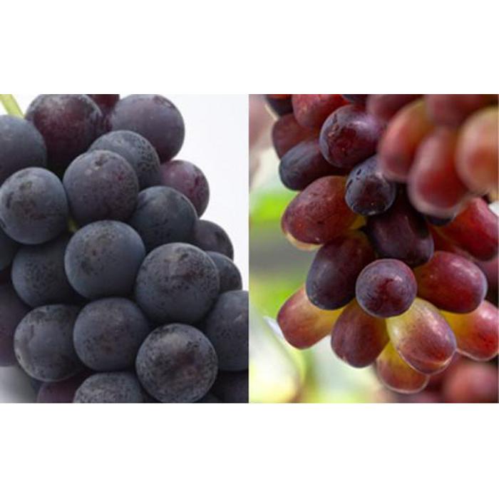 【ふるさと納税】フルーツ 2026年 晴れの国 岡山 の フルーツ 定期便 6回コース 桃 ぶどう 梨 岡山県産 国産 フルーツ 果物 ギフト | もも フルーツ 果物 くだもの 食品 人気 おすすめ 送料無料 サムネイル2