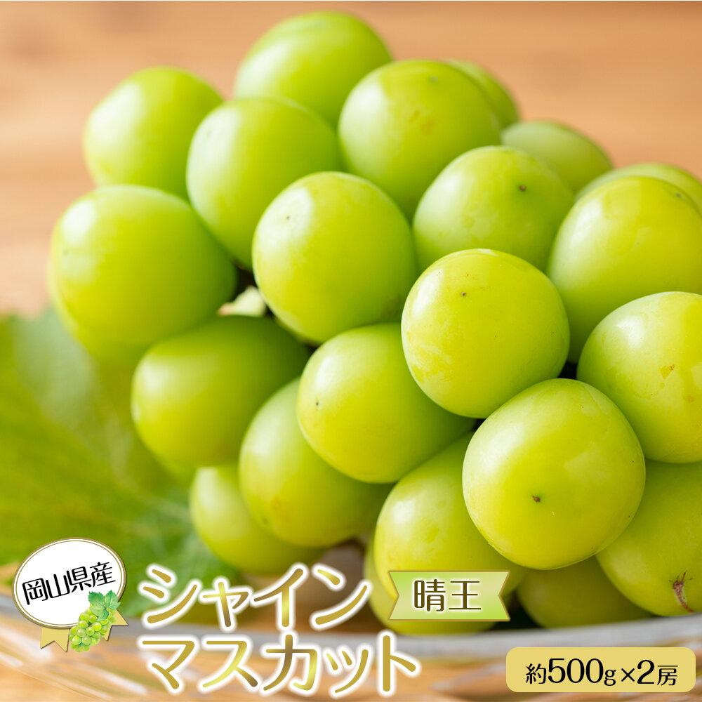 岡山県産 ぶどう 2026年発送 シャインマスカット 晴王 約500g×2房 計1kg 種無し ブドウ 葡萄 フルーツ 果物 ギフト | フルーツ 果物 くだもの 食品 人気 おすすめ 送料無料