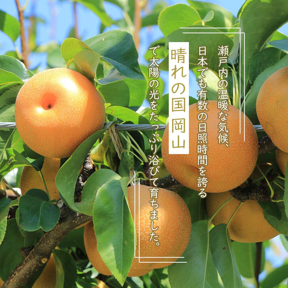 【ふるさと納税】岡山県産 あたご梨 2玉 合計約1.8kg 梨 なし 果物 フルーツ 2025年 | フルーツ 果物 くだもの 食品 人気 おすすめ 送料無料 サムネイル3