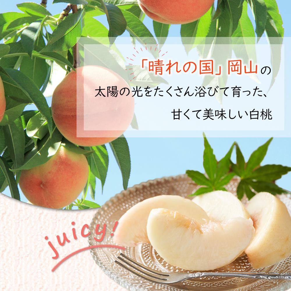 【ふるさと納税】岡山県産 桃 岡山白桃 2026年 エース 3玉×約200g 計600g Lサイズ もも モモ フルーツ 果物 ギフト | モモ momo 白桃 詰め合わせ おかやま 岡山県 岡山市 フルーツ お取り寄せ 国産 送料無料 おすすめ 人気 フルーツ サムネイル2