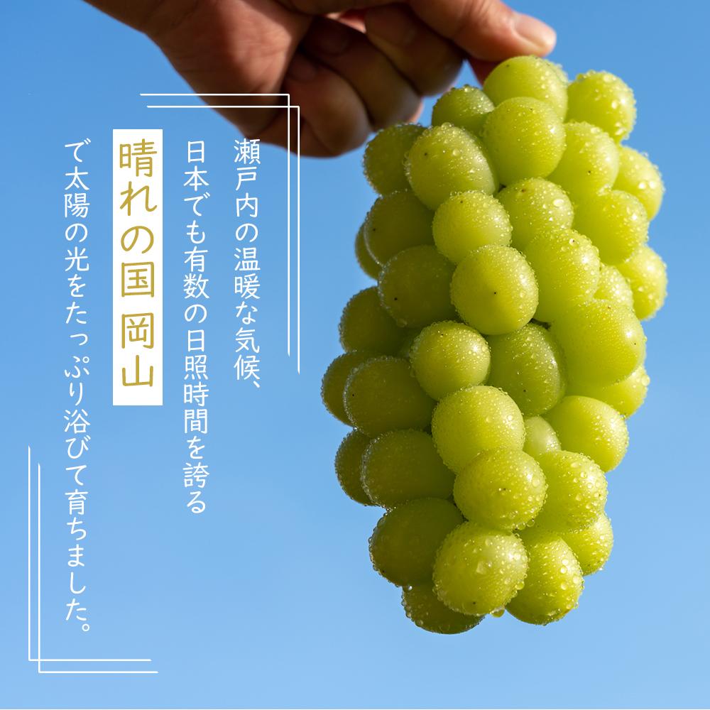 【ふるさと納税】岡山県産 ぶどう 2025年発送 ご家庭用 シャインマスカット 晴王約1.5kg （3～6房）ブドウ フルーツ 果物 | フルーツ 果物 くだもの 食品 人気 おすすめ 送料無料 サムネイル2