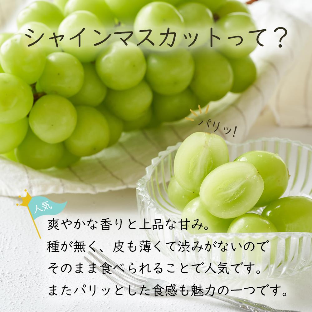 【ふるさと納税】岡山県産 ぶどう 2025年発送 ご家庭用 シャインマスカット 晴王約1.5kg （3～6房）ブドウ フルーツ 果物 | フルーツ 果物 くだもの 食品 人気 おすすめ 送料無料 サムネイル3