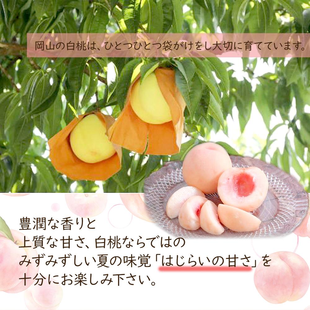 【ふるさと納税】桃 2026年 贈答用 岡山 白桃 5玉～6玉 1.5kg 前後 もも 岡山県産 国産 フルーツ 果物 ギフト 雅桃園 | もも フルーツ 果物 くだもの 食品 人気 おすすめ 送料無料 サムネイル2