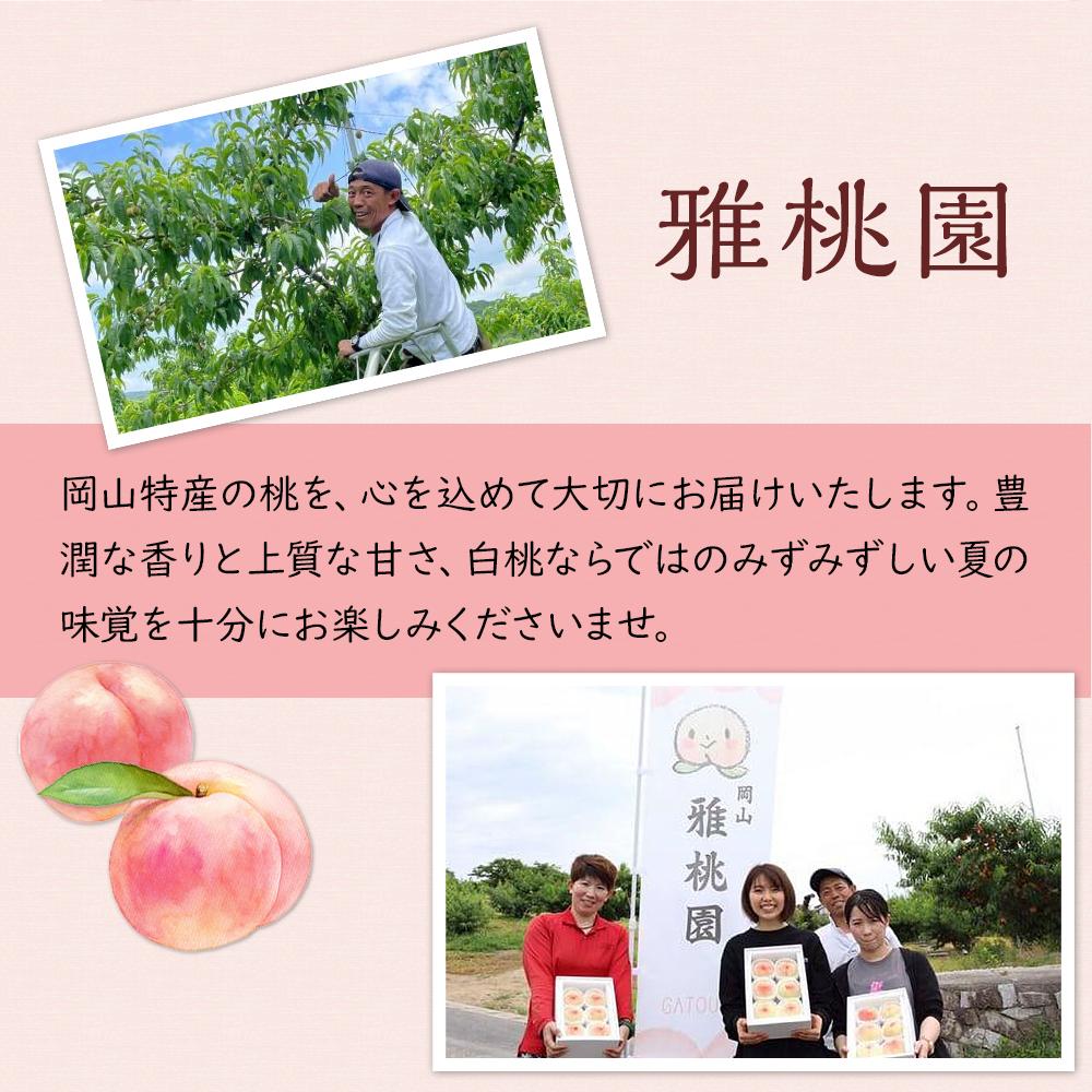 【ふるさと納税】桃 2026年 贈答用 岡山 白桃 5玉～6玉 1.5kg 前後 もも 岡山県産 国産 フルーツ 果物 ギフト 雅桃園 | もも フルーツ 果物 くだもの 食品 人気 おすすめ 送料無料 サムネイル3