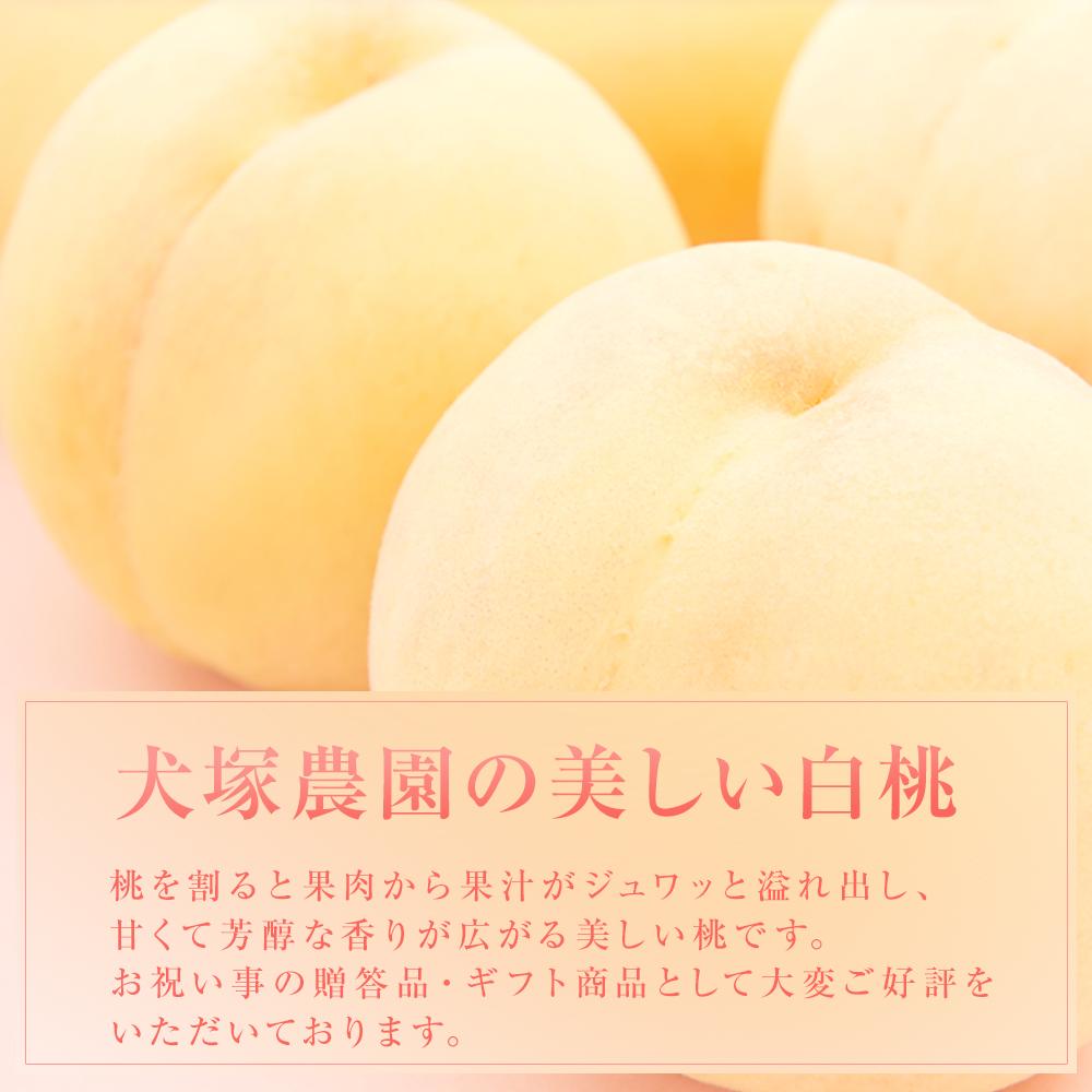 【ふるさと納税】固めの 桃 2026年 ご家庭用 岡山市一宮産 白桃（晩生種）約1.3kg 4～6玉 もも モモ フルーツ 果物 犬塚農園 | もも フルーツ 果物 くだもの 食品 人気 おすすめ 送料無料 サムネイル3