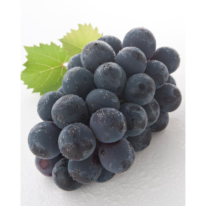 【ふるさと納税】桃 ぶどう 2026年 岡山県産 詰合/白桃2玉(1玉220g以上)・ニューピオーネ1房(480g以上)・シャインマスカット『晴王』1房(480g以上) 化粧箱入り | フルーツ 果物 くだもの 食品 人気 おすすめ 送料無料 サムネイル3