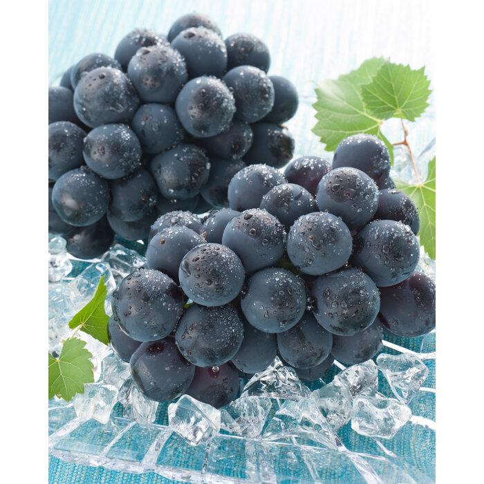 【ふるさと納税】ぶどう 2026年 岡山県産 詰合/ニューピオーネ1房(480g以上)・シャインマスカット『晴王』1房(480g以上) 化粧箱入り | フルーツ 果物 くだもの 食品 人気 おすすめ 送料無料 サムネイル3