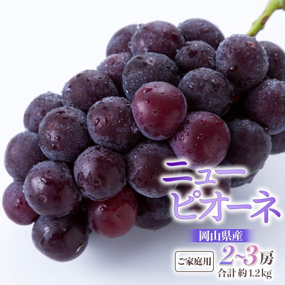 ぶどう 2026年 ご家庭用 ニュー ピオーネ 2～3房 合計約1.2kg ブドウ 葡萄 岡山県産 国産 フルーツ 果物 ギフト | フルーツ 果物 くだもの 食品 人気 おすすめ 送料無料